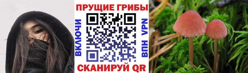 Галлюциногенные грибы MAGIC MUSHROOMS  купить наркотик  Нарткала 